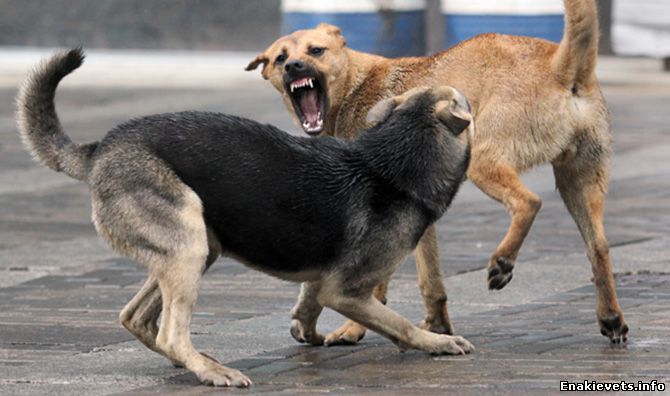 На Фильтровальной собаки нападают на людей. Куда обращаться?